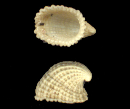 Emarginula rosea